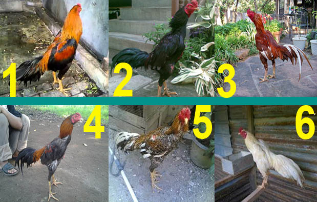 Mengenal 6 Katuranggan Ayam Bangkok Berdasarkan Warna Bulu