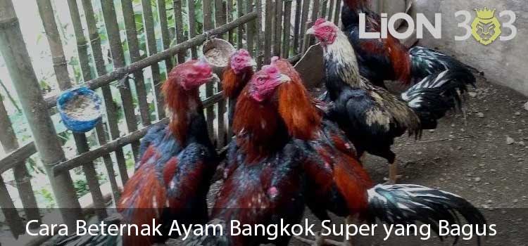 Cara Beternak Ayam Bangkok Super yang Bagus